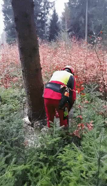 Missgeschick auf Arbeit - Baum fällt auf Auto witzig