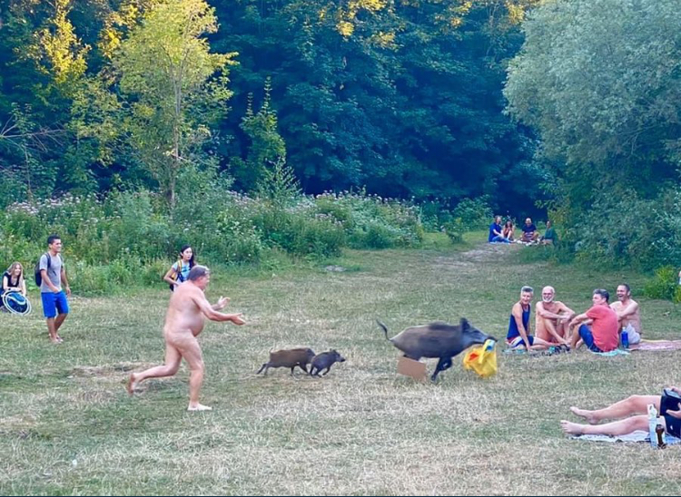 Pech gehabt lustige diebischen Wildschweine