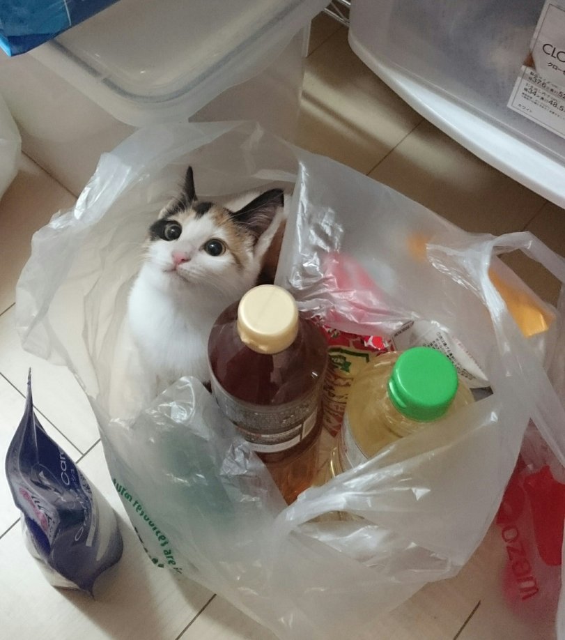 Katze blickt mit grossen Augen aus dem Einkaufsbeutel Heitere Haushaltsmomente mit einem Augenzwinkern Skurrile Einkaufserlebnisse: Wenn der Supermarkt zum Ort absurder Begebenheiten wird Einkaufen, Humorvolle Alltagsgeschichten, Lustige Menschen, Öffentlichkeit | Die Kirche des heiligen Al Bundy 4. April 2023 9