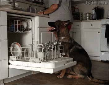Haushalts Schaeferhund raeumt den Geschirrspueler ein Heitere Haushaltsmomente mit einem Augenzwinkern Die wundersame Welt des Abwaschs: Wenn Küchenchaos zur kreativen Inspirationsquelle wird Haushalt, Komische Begebenheiten des Lebens, Küche, Pflichten | Die Kirche des heiligen Al Bundy 3. April 2023 8