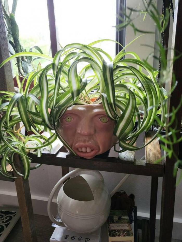 Wie man mit Pflanzen redet witzige Pflanzen Bilder%20(8) Lustiges über Umwelt, Wetter & Jahreszeitenhumor Wie man Smalltalk mit Pflanzen führt – und warum es nicht so verrückt ist, wie es klingt Komische Begebenheiten des Lebens, Natur, Tipps, Zuhause | Die Kirche des heiligen Al Bundy 15. Mai 2023 6