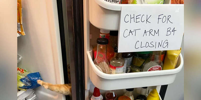Wenn der Kühlschrank spricht: Eine humorvolle Ode an die nächtlichen Snack-Abenteuer Humorvolle Alltagsgeschichten, Küche, Kühlschrank, Lustiges über das Leben | Die Kirche des heiligen Al Bundy 15. April 2023 3