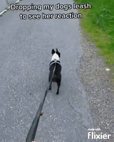 Hund Herrchen Beziehung komische Hundebilder zum lachen%20(2) Komische Familienabenteuer und schräge Verwandtschaft Hund-Herrchen-Desaster: Wenn dein Vierbeiner zum witzigen Alltagschaos beiträgt Alltag, Haustier, Humorvolle Alltagsgeschichten | Die Kirche des heiligen Al Bundy 23. Juni 2024 1
