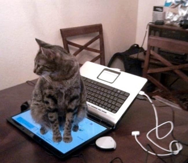 Schmusekatzen die der Boss sind%20(3) Wissenswertes mit Witz und Humor Von Schmusekätzchen und Dosenöffnern: Wie man zum Sklaven seiner Katze wird Haustier, Katzen, Komische Begebenheiten des Lebens | Die Kirche des heiligen Al Bundy 30. Juli 2023 10