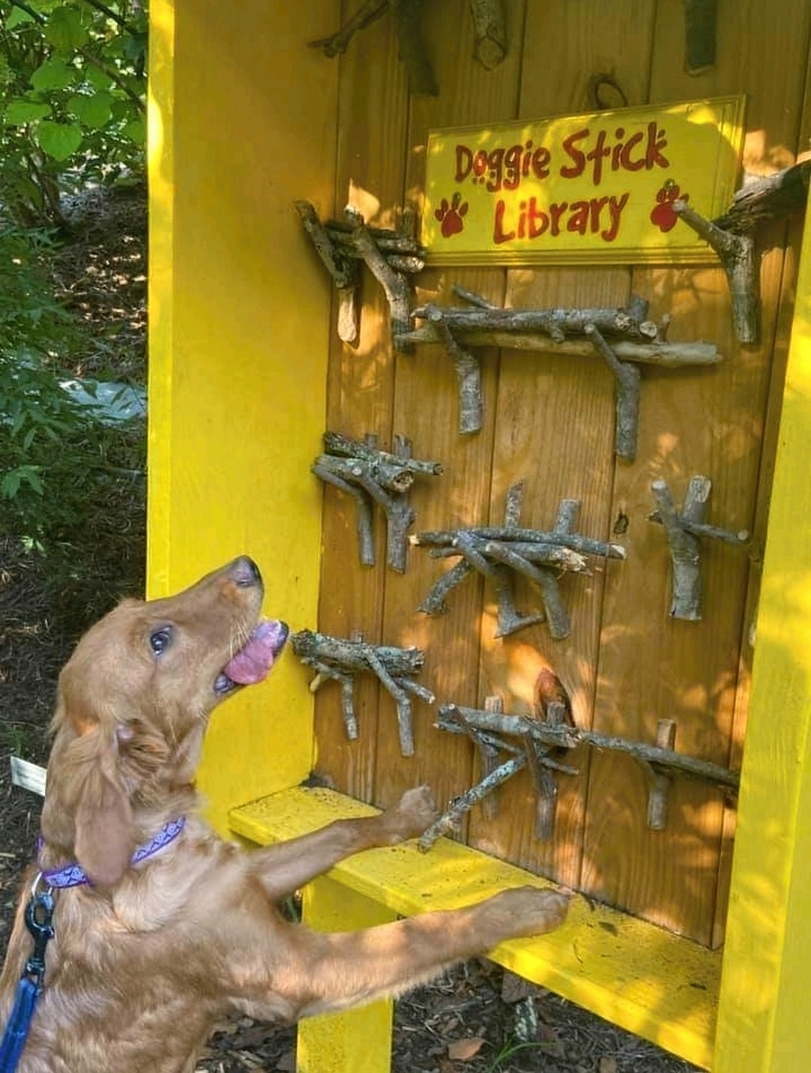 Stoeckchen Bibliothek fuer den Hund Lach dich schlapp: Lustige Bilder für den Spaßfaktor Spaßbilder - Kostenloser Humor-Kick Für Zwischendurch Lustige Bilder | Die Kirche des heiligen Al Bundy 13. April 2023 5
