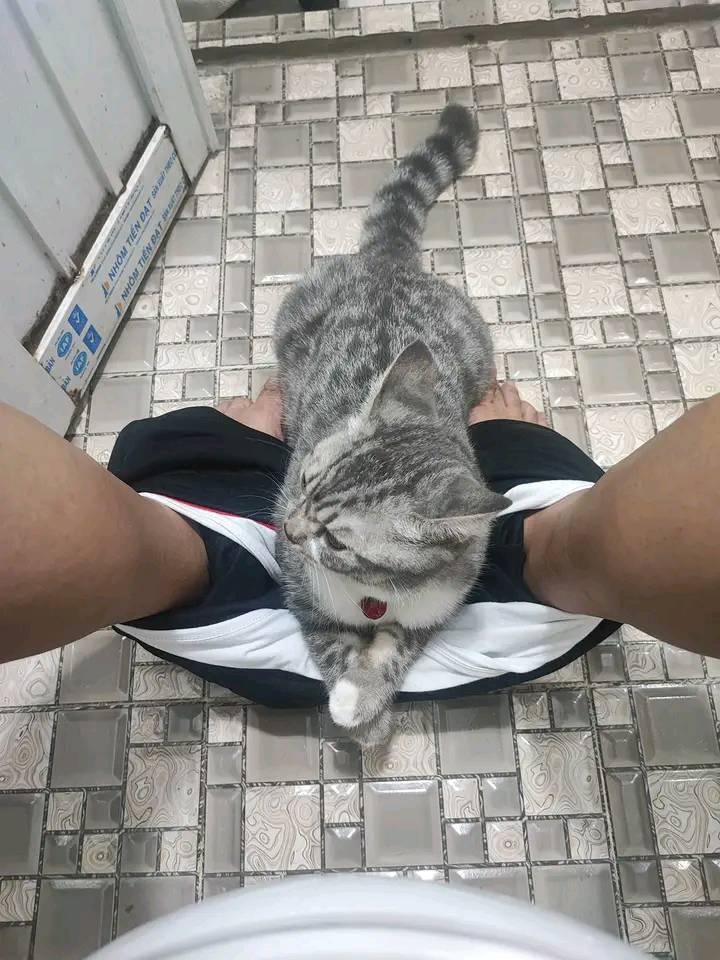 Schmusekatzen die der Boss sind%20(3) Wissenswertes mit Witz und Humor Von Schmusekätzchen und Dosenöffnern: Wie man zum Sklaven seiner Katze wird Haustier, Katzen, Komische Begebenheiten des Lebens | Die Kirche des heiligen Al Bundy 30. Juli 2023 6