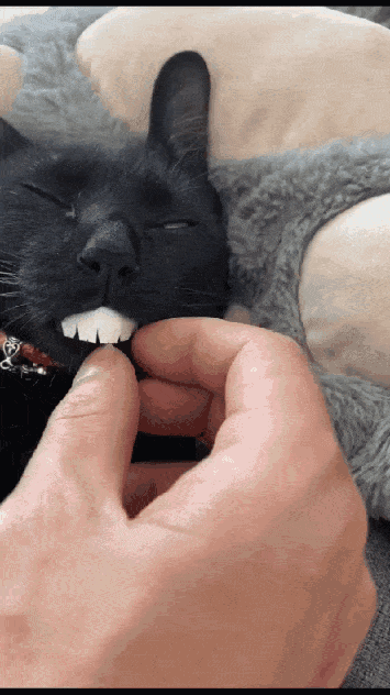 Schmusekatzen die der Boss sind%20(1) Wissenswertes mit Witz und Humor Von Schmusekätzchen und Dosenöffnern: Wie man zum Sklaven seiner Katze wird Haustier, Katzen, Komische Begebenheiten des Lebens | Die Kirche des heiligen Al Bundy 30. Juli 2023 4