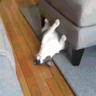 Hauskatzen komisch Chaos im Alltag%20(3) Heitere Haushaltsmomente mit einem Augenzwinkern Wie unsere Katzen unseren Alltag bestimmen und unser Leben Alltag, Humorvolle Alltagsgeschichten, Katzen, Zuhause | Die Kirche des heiligen Al Bundy 9. November 2023 3