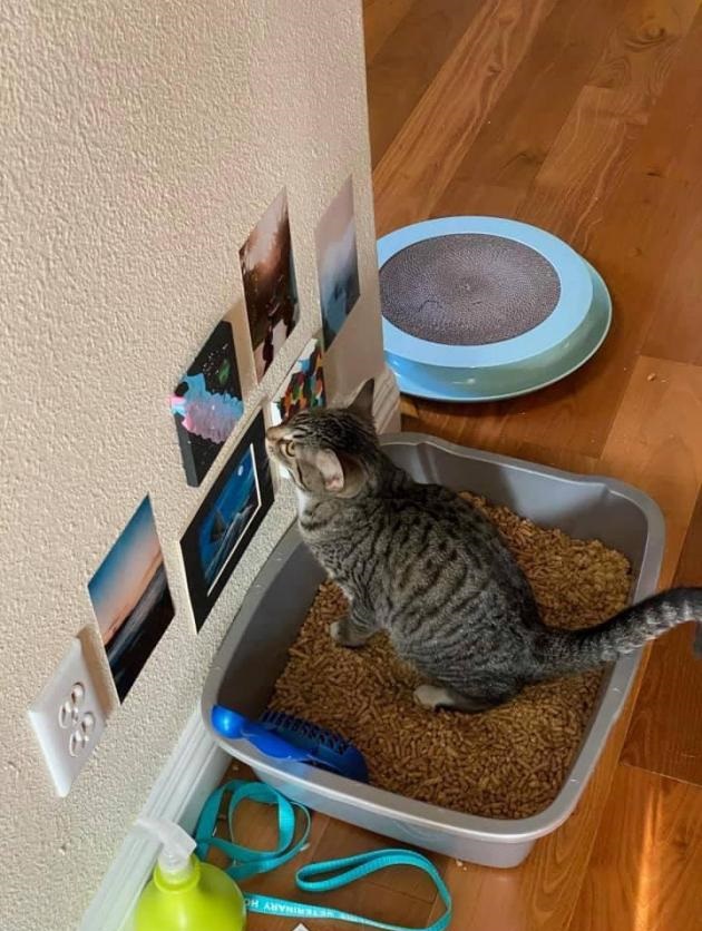 Schmusekatzen die der Boss sind%20(6) Wissenswertes mit Witz und Humor Von Schmusekätzchen und Dosenöffnern: Wie man zum Sklaven seiner Katze wird Haustier, Katzen, Komische Begebenheiten des Lebens | Die Kirche des heiligen Al Bundy 30. Juli 2023 14