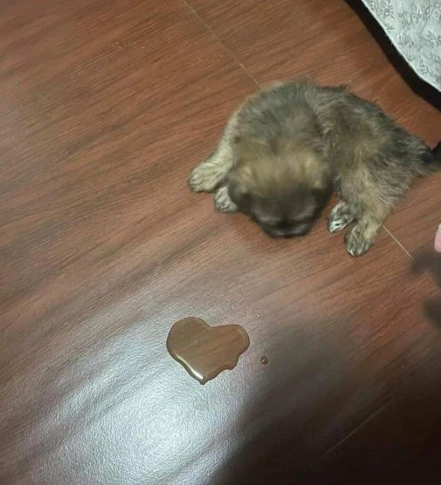 Hund Herrchen Beziehung komische Hundebilder zum lachen%20(8) Komische Familienabenteuer und schräge Verwandtschaft Hund-Herrchen-Desaster: Wenn dein Vierbeiner zum witzigen Alltagschaos beiträgt Alltag, Haustier, Humorvolle Alltagsgeschichten | Die Kirche des heiligen Al Bundy 23. Juni 2024 13