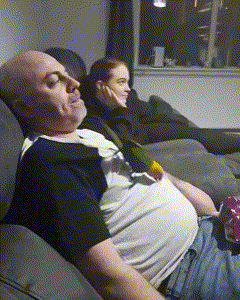 Faul auf Sofa und sich von Kanarienvogel Chips f%C3%BCttern lassen Hopfen und Humor: Die Welt des Biers Rückenschmerzen trotz Bier und TV-Marathon? Bier, Fernsehen, Komische Begebenheiten des Lebens, Krank, Schlechte Angewohnheit | Die Kirche des heiligen Al Bundy 28. Juli 2024 1