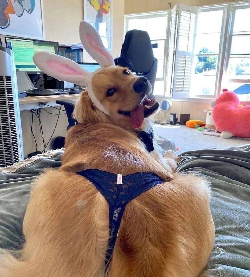 Hund Herrchen Beziehung komische Hundebilder zum lachen%20(3) Komische Familienabenteuer und schräge Verwandtschaft Hund-Herrchen-Desaster: Wenn dein Vierbeiner zum witzigen Alltagschaos beiträgt Alltag, Haustier, Humorvolle Alltagsgeschichten | Die Kirche des heiligen Al Bundy 23. Juni 2024 12
