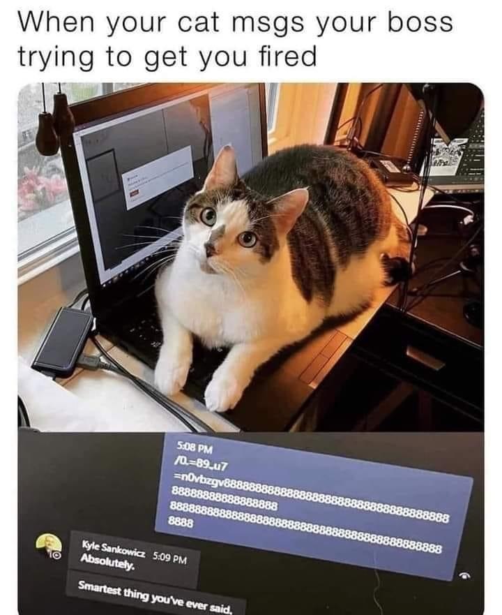 a cat sitting on a laptop