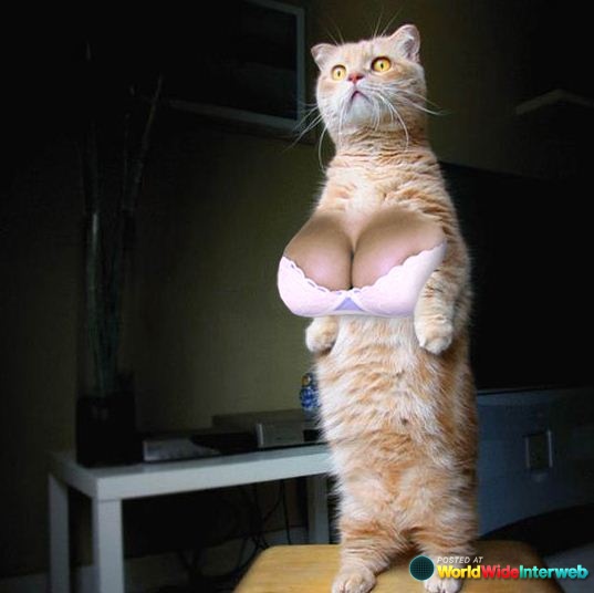 a cat standing on its hind legs with a garment on it