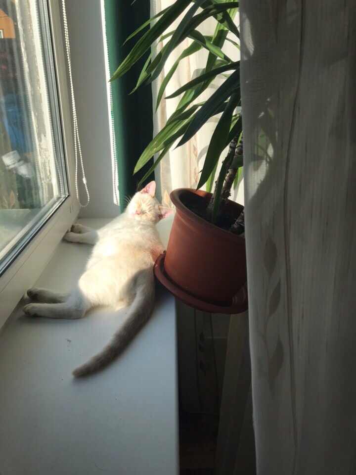 Wie unsere Katzen unseren Alltag bestimmen und unser Leben Alltag, Humorvolle Alltagsgeschichten, Katzen, Zuhause | Die Kirche des heiligen Al Bundy 9. November 2023 6