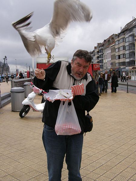 Aufdringliche Möwe versucht Essen zu klauen.