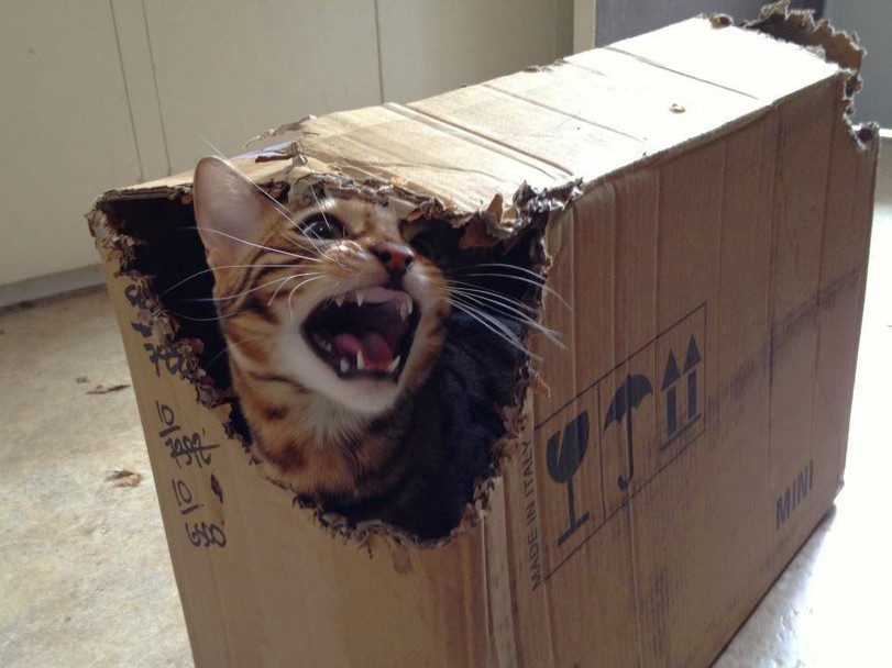 Witzige Katze im Paket Arbeitswahnsinn und Bürosatire Der Paketzusteller – Nun gibt schon her du Lahmarsch Alltag, Arbeit, Beschweren, Humorvolle Alltagsgeschichten, Kundschaft, Lustige Menschen, Lustiges über das Leben, Zuhause | Die Kirche des heiligen Al Bundy 22. April 2022 5