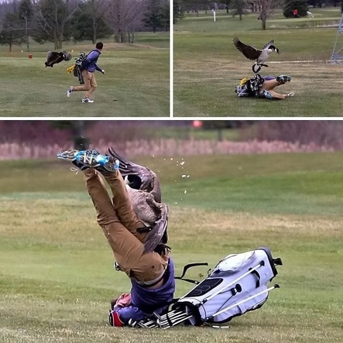 Golf Spieler faellt hin nachdem er von einem Vogel attackiert wurde Menschliche Marotten: Lustige Geschichten aus dem Leben Die fabelhafte Flugfantasie: Wenn Vögel plötzlich neidisch werden Glück und Unglück, Humorvolle Alltagsgeschichten, Lustige Menschen, Lustiges über das Leben | Die Kirche des heiligen Al Bundy 7. April 2023 2