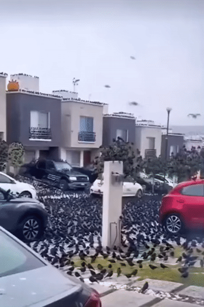 Vor dem Haus sitzen tausende schwarze Vögel. Vogelkonzert oder Vogelhorror?