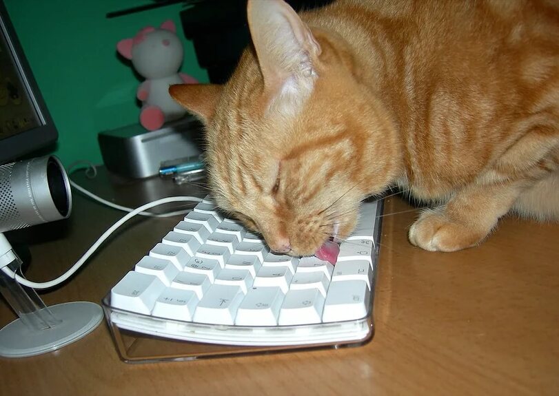 Mit der Zunge schreiben Katze leckt Tastatur ab Motivation mit einem Augenzwinkern: Lachen für die Seele Mit der Zunge schreiben. Katze leckt Tastatur ab