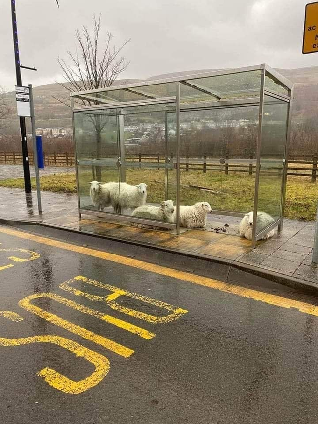 Schafe stellen sich bei Regenschauer in eine Bus