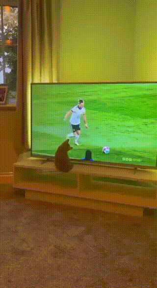 Fußball im Fernsehen - Wie man den Fußball mit der Fernbedienung ins Tor schießt Fernsehen, Freizeit, Humorvolle Alltagsgeschichten, Sport | Die Kirche des heiligen Al Bundy 8. August 2023 5