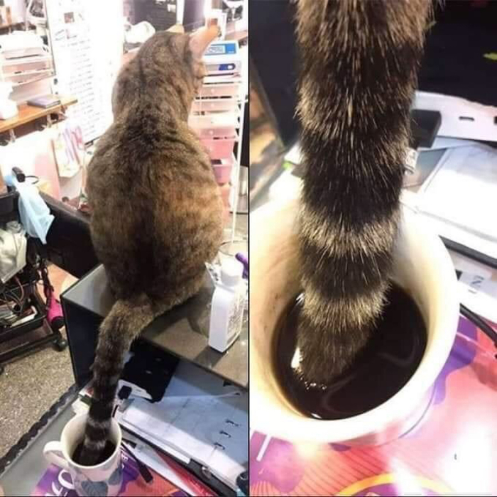 Katze ruiniert den morgendlichen Kaffee