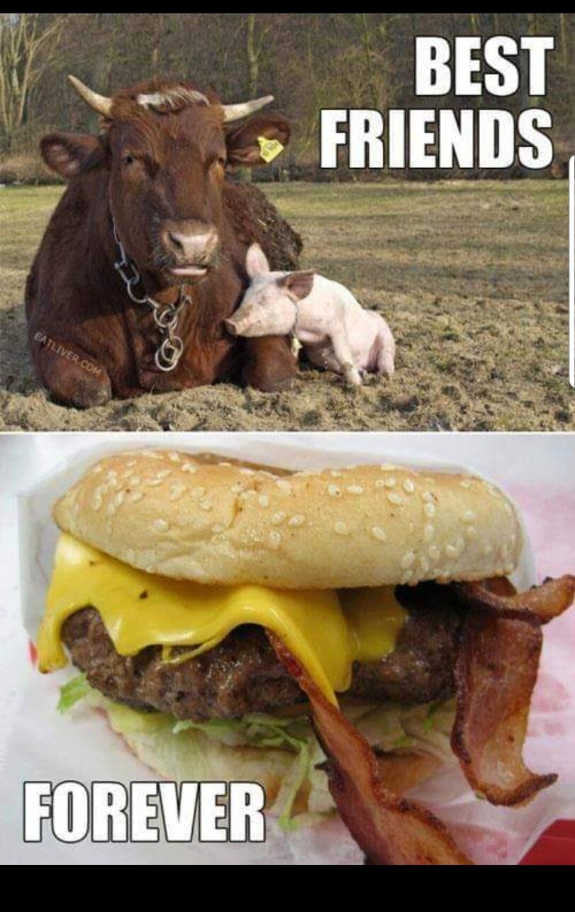 Rind und Schwein die besten Tierfreunde eines Fleischliebhabers Männliche Marotten: Lustiges aus der Männerdomäne Rind und Schwein sind die besten Tierfreunde eines Fleischliebhabers. Hamburger mit Bacon