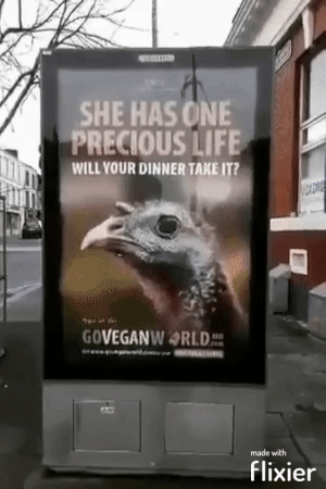 Veganer gegen Fleischesser lustige argumentative Bilder zum lachen%20(2) Wissenswertes mit Witz und Humor Fleischesser und Veganer teilen eine Sache: Sie beide hassen einander Beschweren, Kochen, Komische Begebenheiten des Lebens, Lustige Menschen, Lustiges über Tiere, Streit | Die Kirche des heiligen Al Bundy 4. Januar 2025 11