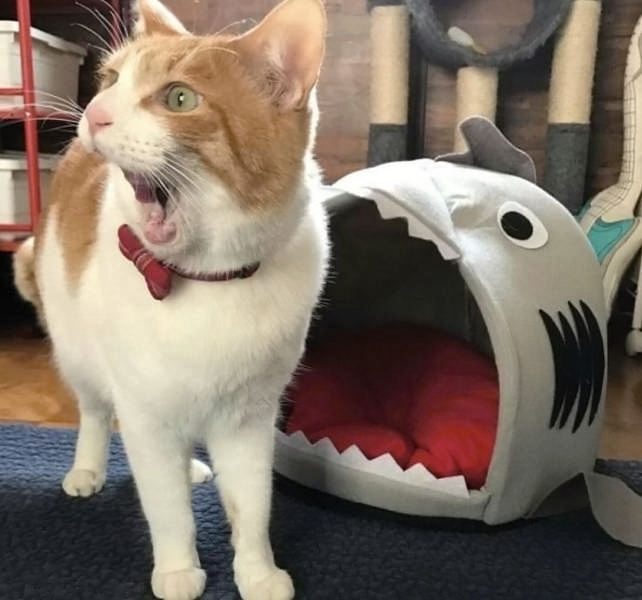 Witziges Katzenbild Maul weit aufmachen Lach dich schlapp: Lustige Bilder für den Spaßfaktor Lustiger Blog – unsere TOP 12 Internet, Lustiges, Lustiges über das Leben | Die Kirche des heiligen Al Bundy 5. April 2023 9