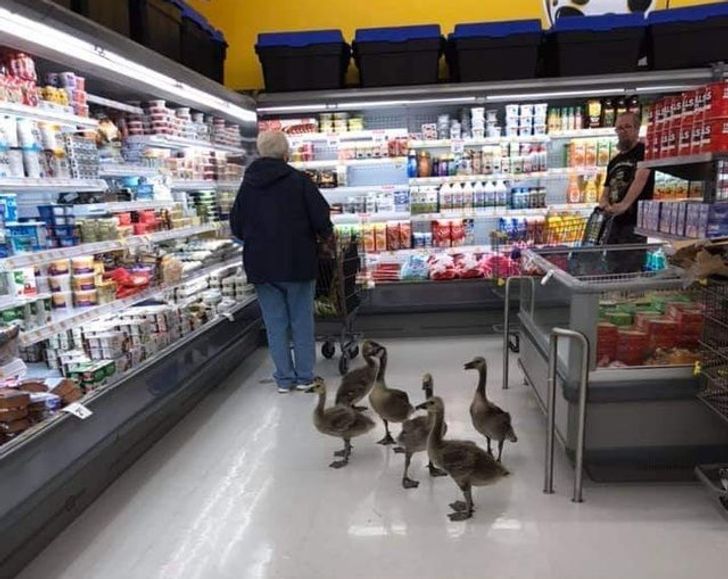 Ein ganz normaler skurriler Tag beim Discounter Heitere Haushaltsmomente mit einem Augenzwinkern Skurrile Einkaufserlebnisse: Wenn der Supermarkt zum Ort absurder Begebenheiten wird Einkaufen, Humorvolle Alltagsgeschichten, Lustige Menschen, Öffentlichkeit | Die Kirche des heiligen Al Bundy 4. April 2023 4