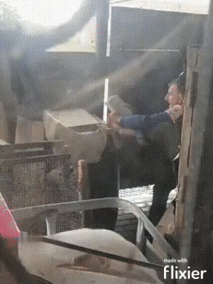 Wie Mann zum Macho wird witzige Bilder Gifs%20(4) Männliche Marotten: Lustiges aus der Männerdomäne Masseaufbau für die Hoden: Wie du ein echter Macho wirst! Komische Begebenheiten des Lebens, Männer, Männerentwicklung, Tipps | Die Kirche des heiligen Al Bundy 11. Juni 2024 10