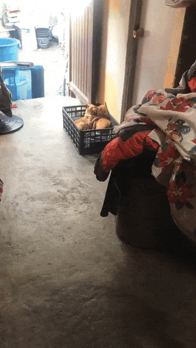 Hundepartnerschaft Schnauze in Schnauze Ehechaos und Beziehungsspaß - Amüsante Liebeserlebnisse Wenn der Ehepartner schnarcht wie ein Sägewerk Ehe, Genervt, Komische Begebenheiten des Lebens, Müdigkeit, Tipps | Die Kirche des heiligen Al Bundy 25. März 2023 11