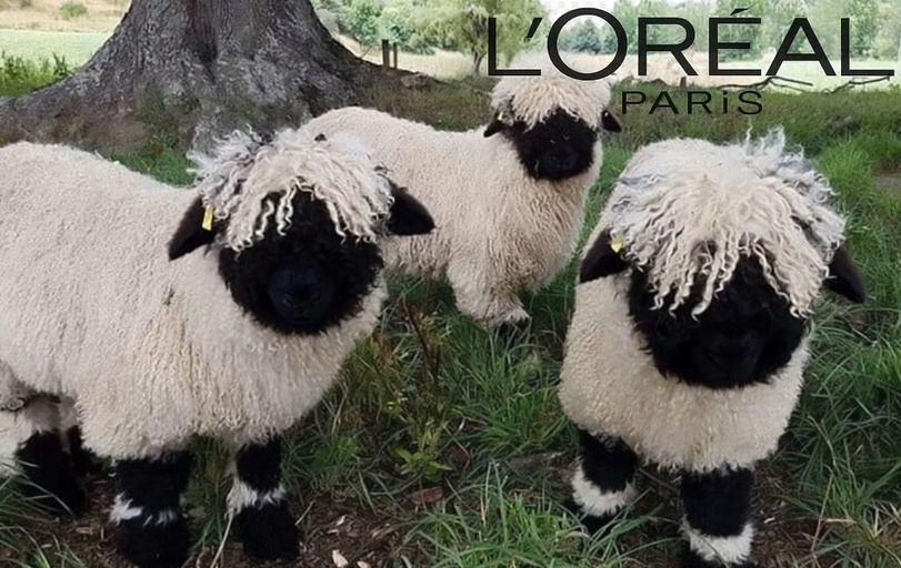 Lachen bis zum Tierarzt: Warum lustige Tierbilder so komisch sind Haustier, Lustige Bilder, Lustiges über Tiere | Die Kirche des heiligen Al Bundy 30. März 2023 6