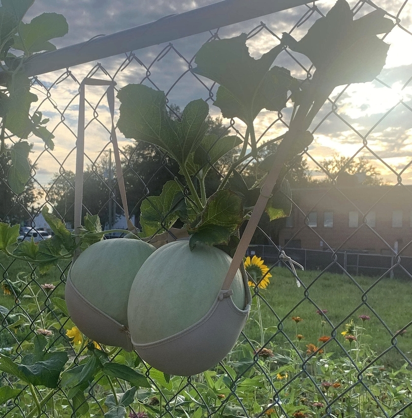 DIY Fail im Garten Melonen Halterungs am Gartenzaun Heitere Haushaltsmomente mit einem Augenzwinkern Die witzigsten DIY-Fails: Wenn Heimwerken zum Comedy-Event wird Dumm, Haushalt, Heimwerker, Komische Begebenheiten des Lebens | Die Kirche des heiligen Al Bundy 27. April 2023 6