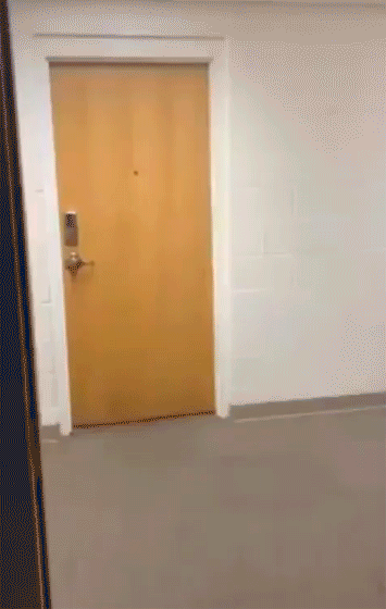Baby Ente macht Ärger im Büro. Kollegen flüchten lustig.