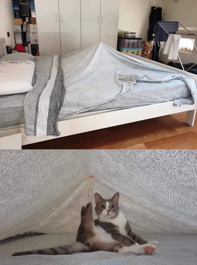 Hauskatzen komisch Chaos im Alltag%20(4) Heitere Haushaltsmomente mit einem Augenzwinkern Wie unsere Katzen unseren Alltag bestimmen und unser Leben Alltag, Humorvolle Alltagsgeschichten, Katzen, Zuhause | Die Kirche des heiligen Al Bundy 9. November 2023 5