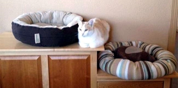 Schmusekatzen die der Boss sind%20(2) Wissenswertes mit Witz und Humor Von Schmusekätzchen und Dosenöffnern: Wie man zum Sklaven seiner Katze wird Haustier, Katzen, Komische Begebenheiten des Lebens | Die Kirche des heiligen Al Bundy 30. Juli 2023 5