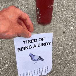 Tauben mit Flugblatt anwerben. Müde davon ein Vogel zu sein?