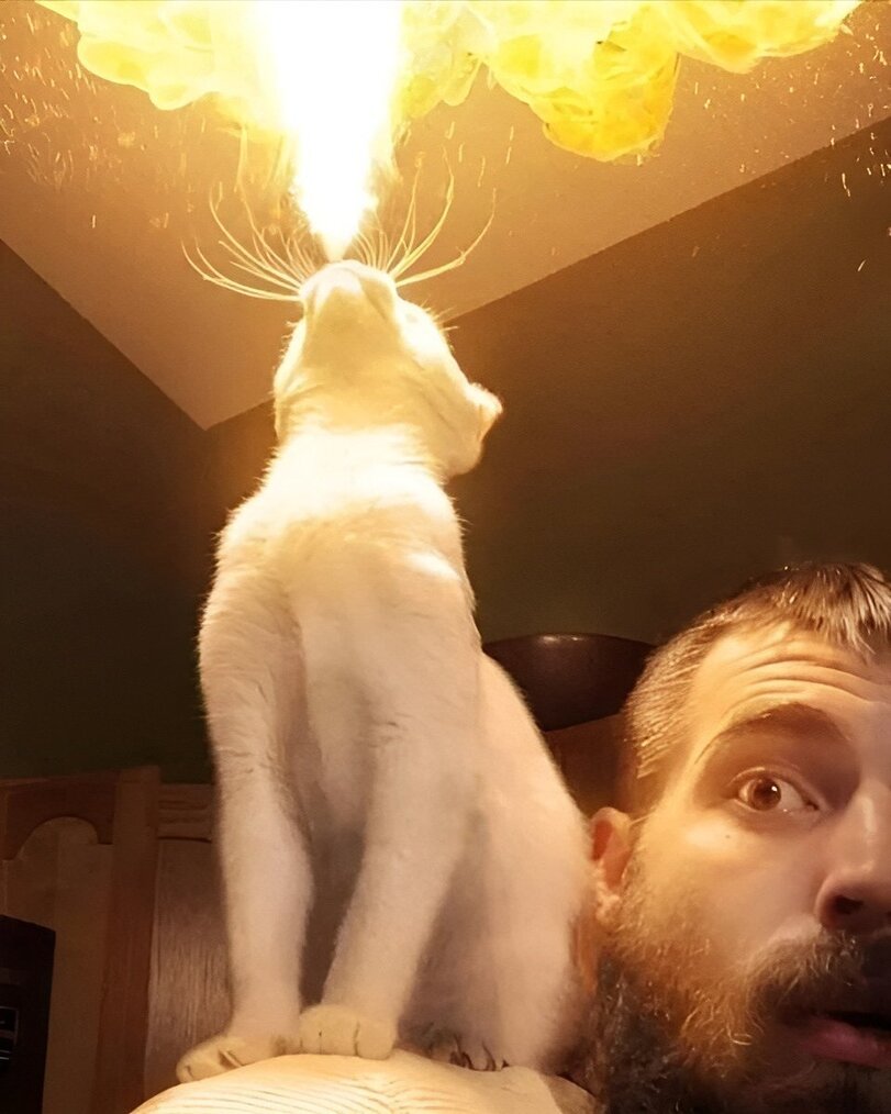 Schmusekatzen die der Boss sind%20(8) Wissenswertes mit Witz und Humor Von Schmusekätzchen und Dosenöffnern: Wie man zum Sklaven seiner Katze wird Haustier, Katzen, Komische Begebenheiten des Lebens | Die Kirche des heiligen Al Bundy 30. Juli 2023 3