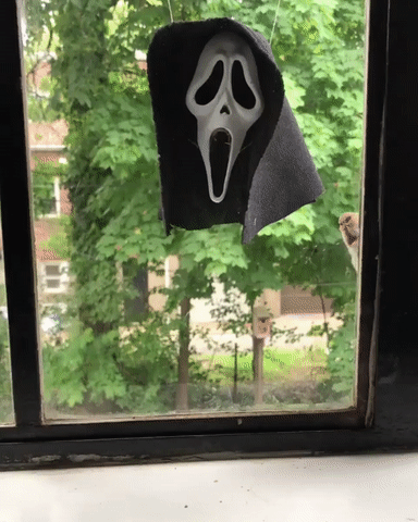 Fenstergucker%E2%80%93lustig skurrile Welt vor deinem Fenster%20(2) Freizeit mit Freude: Entspannung, pur Der Alltag eines Fensterguckers– Entdecke die skurrile Welt direkt vor deinem Fenster Komische Begebenheiten des Lebens, Lustiges über Nachbarn, Öffentlichkeit | Die Kirche des heiligen Al Bundy 26. Mai 2023 1