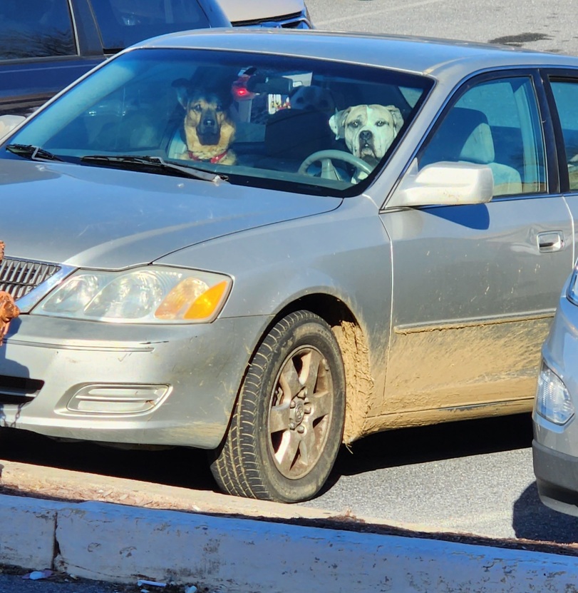 Witzige Autofahrer Bilder zwei Hunde am Steuer Freizeit mit Freude: Entspannung, pur Heiliger Al Bundy, bitte beschütze uns vor Schnarchnasen und Sonntagsfahrern! Alltag, Alltagsgott, Ausflug, Auto, Komische Begebenheiten des Lebens | Die Kirche des heiligen Al Bundy 1. Mai 2023 6