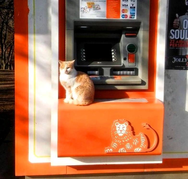 Hauskatzen komisch Chaos im Alltag%20(2) Heitere Haushaltsmomente mit einem Augenzwinkern Wie unsere Katzen unseren Alltag bestimmen und unser Leben Alltag, Humorvolle Alltagsgeschichten, Katzen, Zuhause | Die Kirche des heiligen Al Bundy 9. November 2023 12
