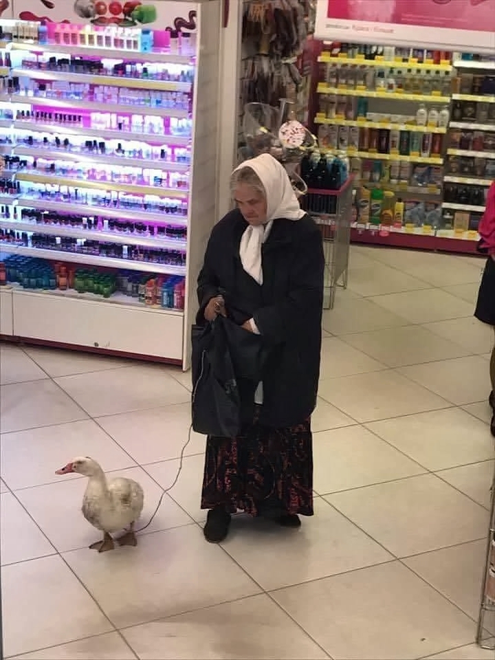Skurrile Oma bei Shoppingtour mit ihrer Ente Heitere Haushaltsmomente mit einem Augenzwinkern Skurrile Einkaufserlebnisse: Wenn der Supermarkt zum Ort absurder Begebenheiten wird Einkaufen, Humorvolle Alltagsgeschichten, Lustige Menschen, Öffentlichkeit | Die Kirche des heiligen Al Bundy 4. April 2023 3