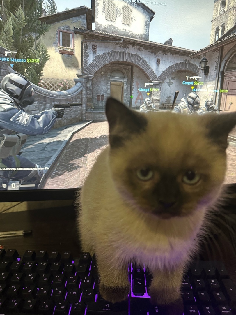 AFK About from Keyboard Katze Counter Strike Komische Familienabenteuer und schräge Verwandtschaft Gen-Z Abkürzungen: Deine Kinder sprechen in Rätseln, und du bist der DAU Kinder, Komische Begebenheiten des Lebens, Ratschlag, Wissen zum lachen | Die Kirche des heiligen Al Bundy 8. September 2024 14