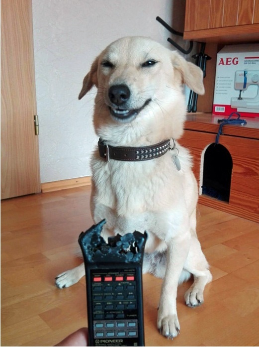 Hund freut sich das er die Fernbedienung kaputt gebissen hat Freizeit mit Freude: Entspannung, pur Die Legende der verlorenen Fernbedienung: Eine epische Suche beginnt Fernsehen, Genervt, Humorvolle Alltagsgeschichten, Lustiges über das Leben | Die Kirche des heiligen Al Bundy 18. April 2023 4