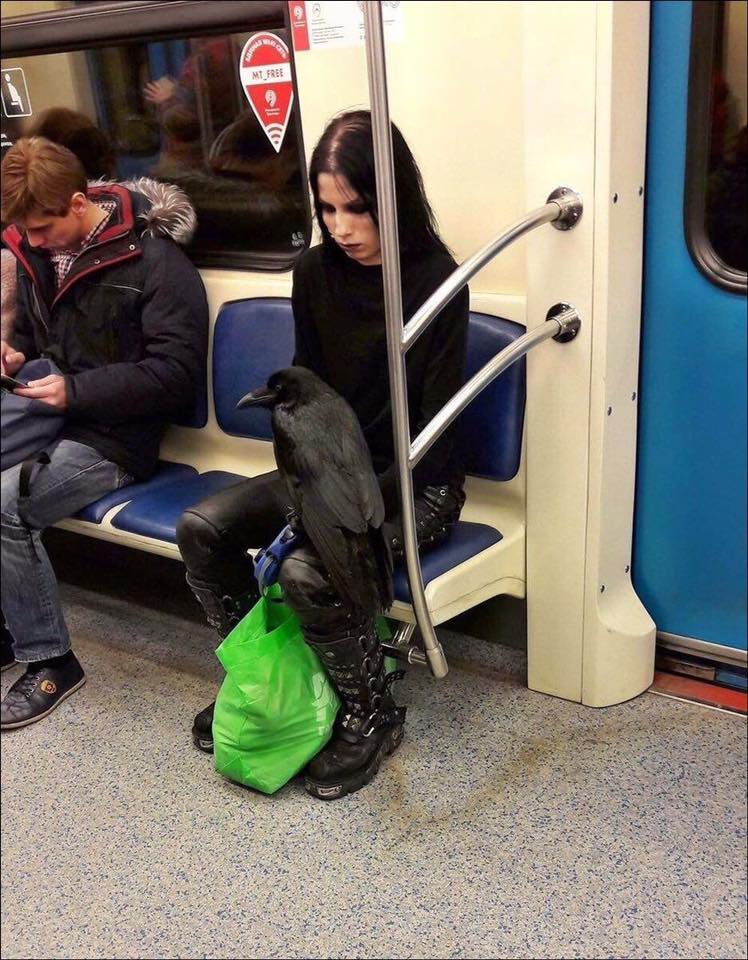 Gothic Frau mit schwarzem Raben in der Straßenbahn.