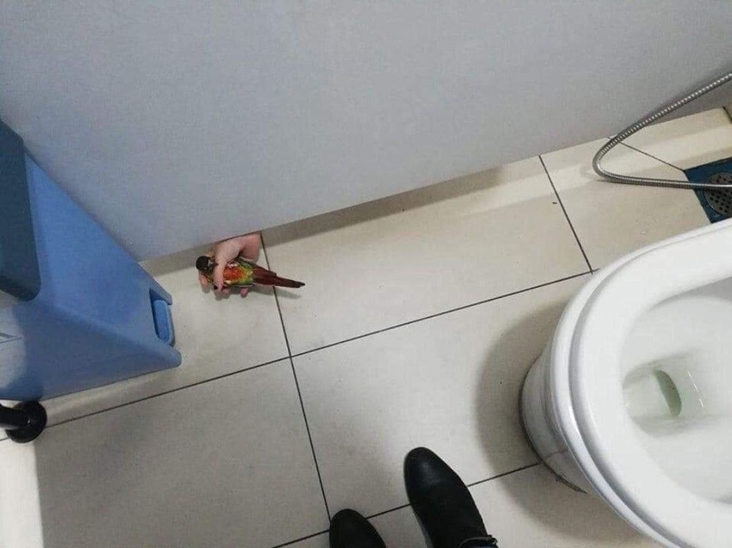 Hilfbereitschaft wenn das Klopapier in der Kabine alle ist Wissenswertes mit Witz und Humor Die unglaubliche Geschichte des Toilettensitzes und seine Bedeutung für die Menschheit Komische Begebenheiten des Lebens, Lustiges über das Leben, Toilette, Wissen zum lachen | Die Kirche des heiligen Al Bundy 19. April 2023 8