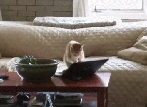 Witzige Katze schreibt einen Blogartikel Motivation mit einem Augenzwinkern: Lachen für die Seele Witzige Katze, heimlich beobachtet, schreibt einen Blogartikel für mich