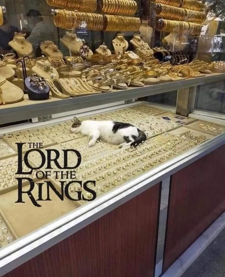 Schmusekatzen die der Boss sind%20(1) Wissenswertes mit Witz und Humor Von Schmusekätzchen und Dosenöffnern: Wie man zum Sklaven seiner Katze wird Haustier, Katzen, Komische Begebenheiten des Lebens | Die Kirche des heiligen Al Bundy 30. Juli 2023 13